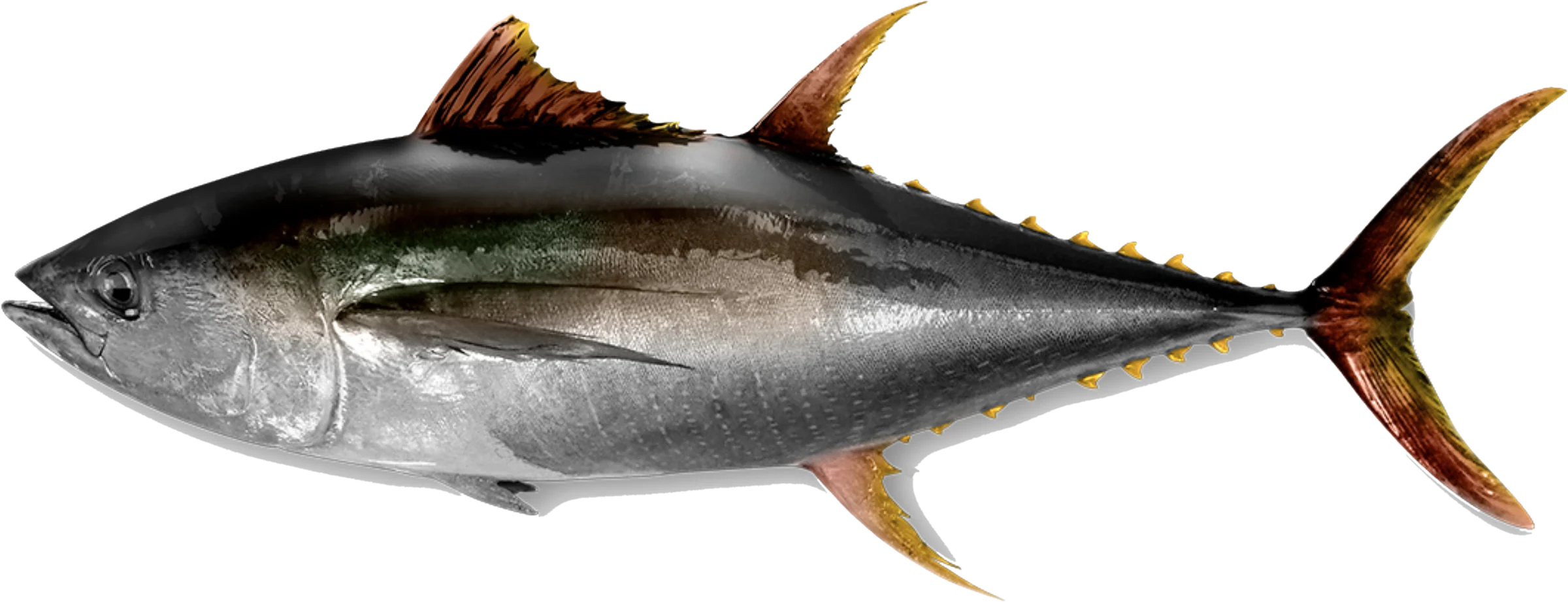 Gelbflossen-Thunfisch (Thunnus albacares)