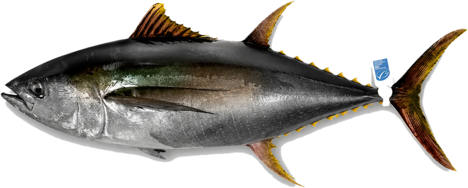 Gelbflossen-Thunfisch mit MSC-Kennzeichnung